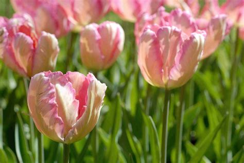 14 Types of Tulips for Your Garden