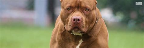 Pitbulls And Muscles: Understanding The Breeds Muscular Build