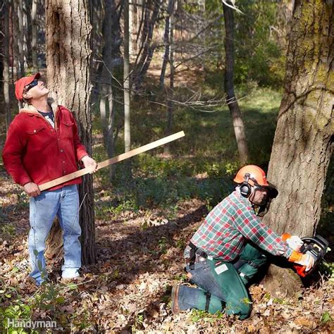 How to Cut Down a Tree Safely | Family Handyman