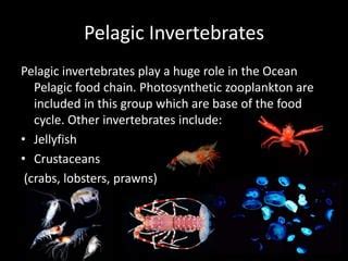 Neritic Zone Food Web