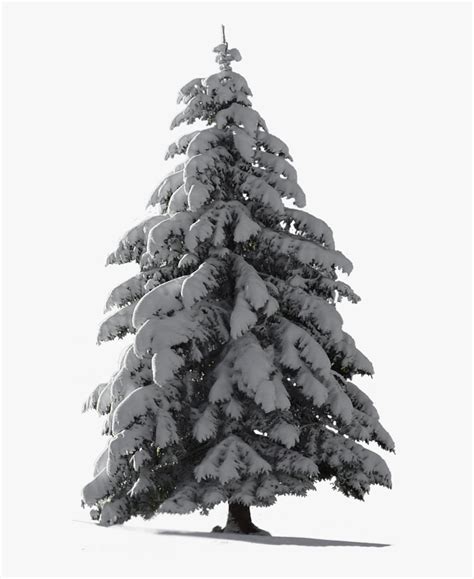 Christmas Png Picsart - Pine Tree Snow Png, Transparent Png , Transparent Png Image - PNGitem