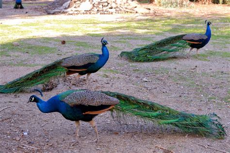 Do Tell Anabel Its A Peacock Party At Hart Park In Bakersfield Ca