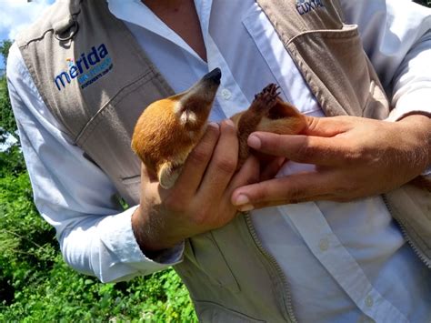 Sinergia Para Protección De La Fauna Silvestre En La Metrópoli