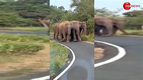 हाथियों के झुंड के साथ क्यूटली चलता दिखा न्यूबॉर्न बेबी हाथी जंगल का