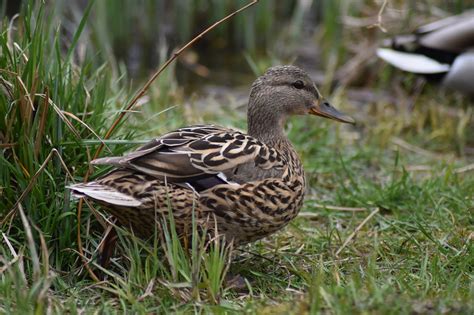 Canard Oiseau Plumage Mots Photo Gratuite Sur Pixabay Pixabay