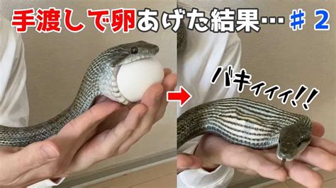 卵を食べるかわいいアオダイショウちゃん2【蛇の捕食】⭕️egg Eating Snake Swallowing An Egg2讀 動物