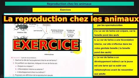 2ac Exercice La Reproduction Chez Les Animaux Youtube