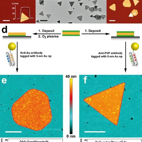 Antibody-driven self-assembly of plasmonic Au nanoparticles. (a, c) AFM ...