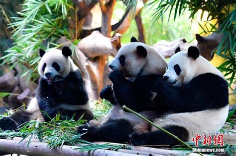 全球唯一大熊猫三胞胎“萌帅酷”迎四岁生日 精彩图片 东南网