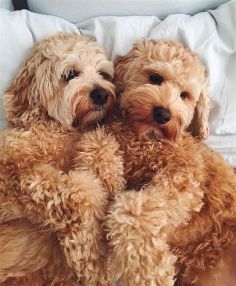 10 Interesting And Fun Facts About Labradoodles