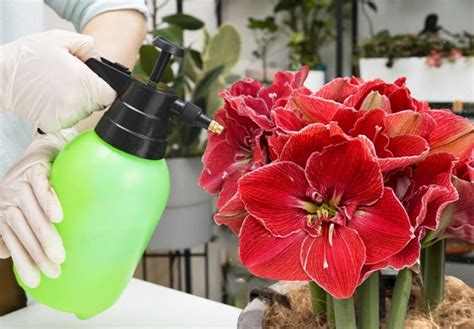 Ghid complet pentru Amaryllis plantare îngrijire sfaturi de