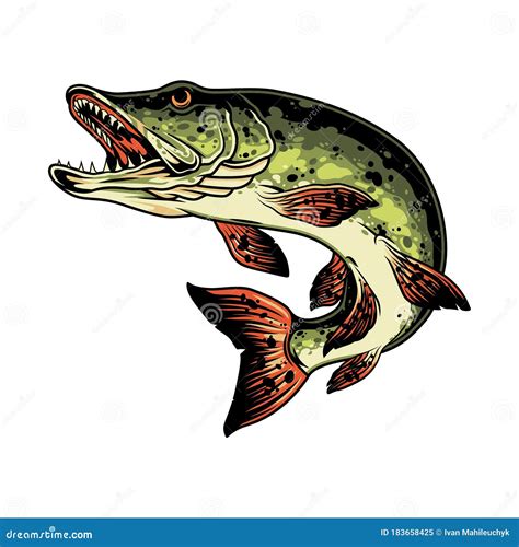 Pike Fish Colorful Vintage Concept Stock Vector Illustration Of