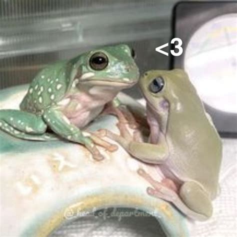 Two Green And White Frogs Sitting On Top Of Each Other Next To A Wall Clock