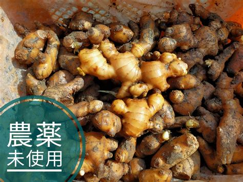 癖になる 親生姜4kg 農薬未使用 しまんとから：高知県産のその他薬味・スパイス｜食べチョク｜産地直送産直お取り寄せ通販 農家・漁師