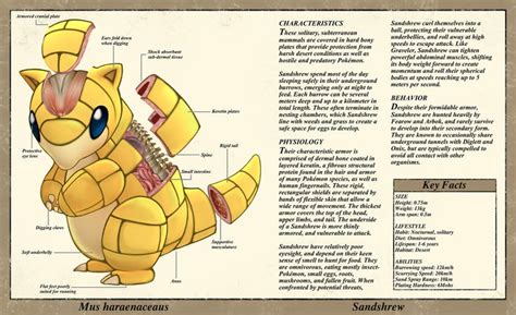 Sandshrew Anatomy Pokedex Entry By Christopher Stoll Anatomy