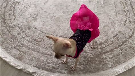 Чихуахуа Мия в новом платье, 28.11.2022 года. - YouTube