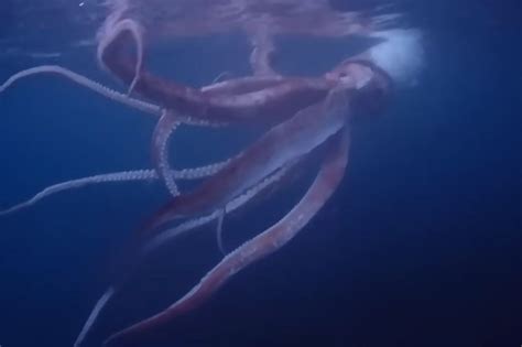 Divers Capture Rare Footage Of Live Giant Squid Off Of Japans West Coast