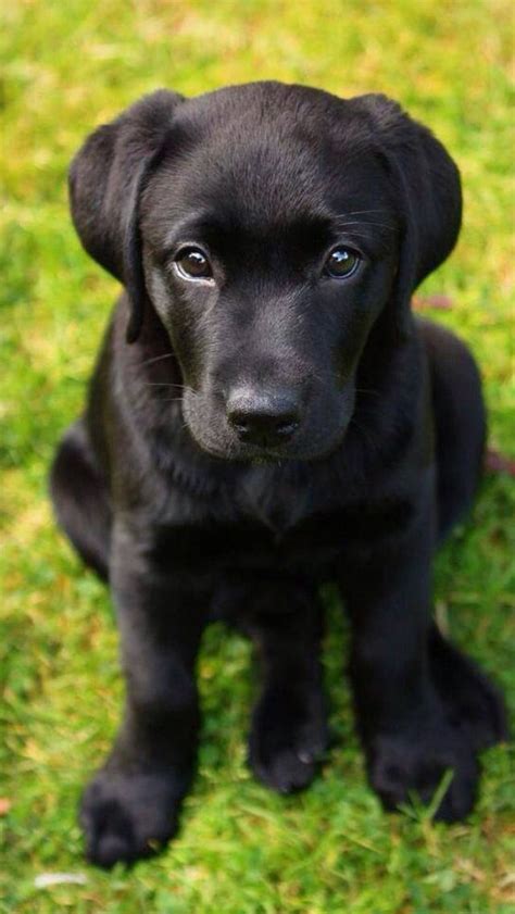 10 Adorable Labrador Retriever Puppies Youve Ever Seen Labrador