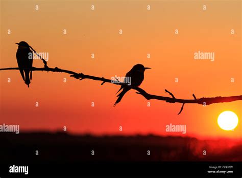 Silhouette Couple Of Birds At Sunset Stock Photo Alamy