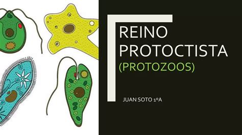 Reino Protoctista Protozoos Ppt