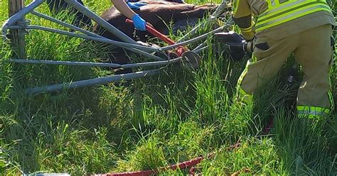 Rheurdt Feuerwehr Befreit Eingeklemmtes Pferd Aus Tor