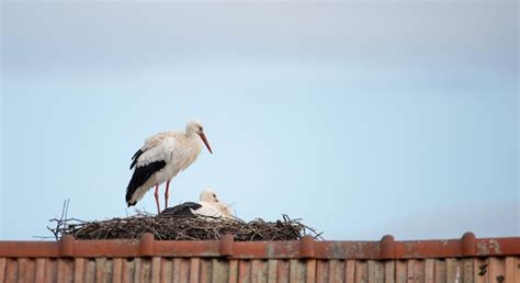 Premium Photo Couple White Storks On The Nest Stork Breeding In