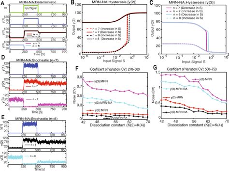 Deterministic And Stochastic Simulations Of The MRN NA Model A