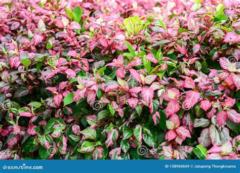 Plant With Pink And Green Leaves Plant Ideas