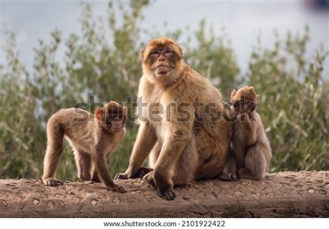 6,384 Gibraltar Monkey Images, Stock Photos & Vectors | Shutterstock