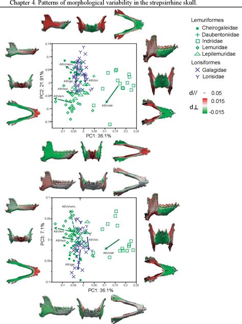 [PDF] Evolution and development of the strepsirrhine primate skull | Semantic Scholar