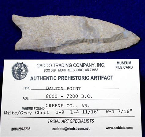 Dalton Point Authentic Prehistoric Arrowhead Artifact Rogers COA Native