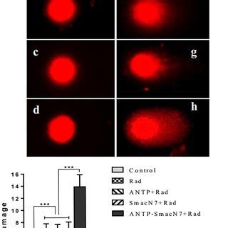 Comet Analysis Enabled Detecting Radiationinduced DNA Damage In A549