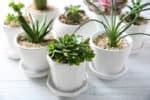 The Best Feng Shui Office Plants For Good Fortune And Positive Energy