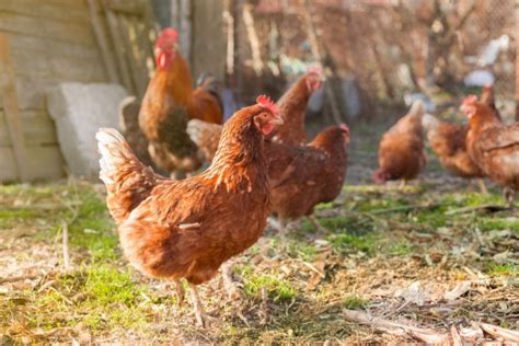 Quelle Est Lesp Rance Et La Dur E De Vie Dune Poule