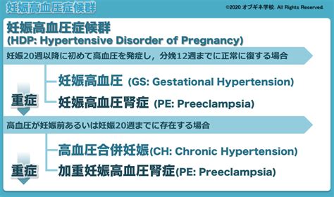 イラストから理解する妊娠高血圧症の基礎│見えてくる産婦人科学 オブギネ学校