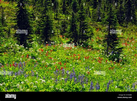 Alpine Meadows With Fir Trees And Wildflowers Mount Revelstoke