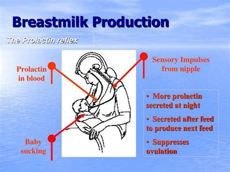 Ppt Successful Exclusive Breastfeeding For The First Six Months