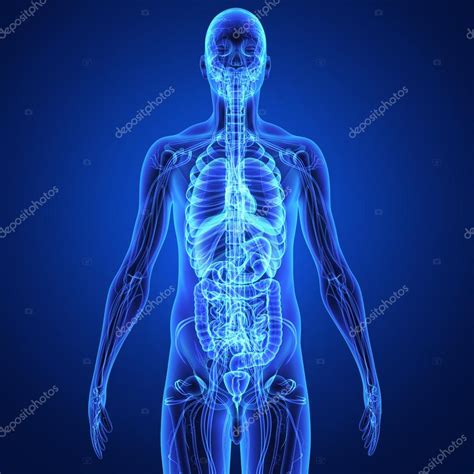 Human Anatomy — Stock Photo © Sciencepics 56525133