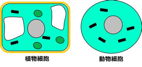 原核細胞と真核細胞 せいぶつ農国