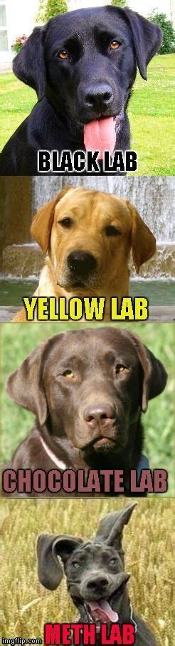 Labs Explained Funny Animal Jokes Funny Dog Memes Funny Animal Memes