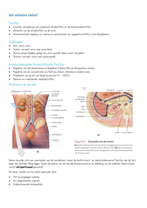 Samenvatting Het Urinaire Stelsel Het Urinaire Stelsel Functies