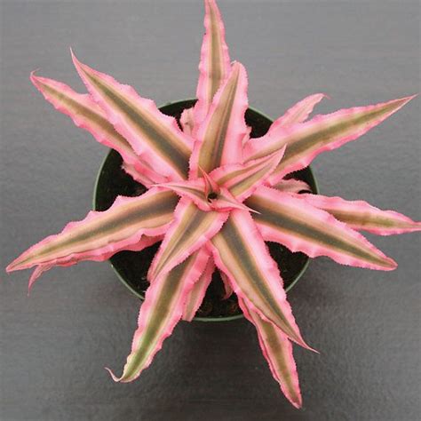 Cryptanthus Pink Starlight Cryptanthus Bivittatus Pink Leaf Plant Pink Plant Bromeliads