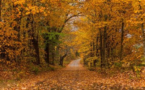 a dirt road surrounded by trees with yellow leaves