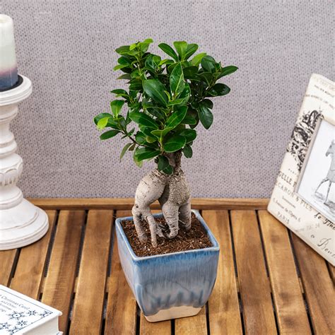 BONSAI CARE INSTRUCTIONS- – ExoticGreen