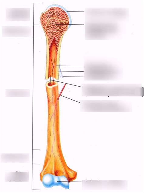 Long Bone Diagram | Quizlet