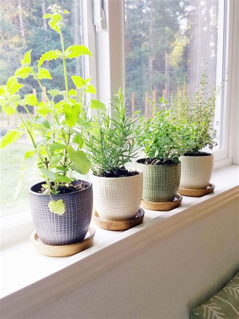 Window Sill Herb Garden Diy | Fasci Garden