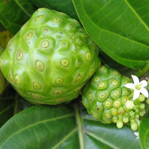 Morinda Citrifolia 10 Seeds Indian Mulberry Noni Cheese Fruit