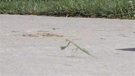 Ancient Chinese Fighting Stances Praying Mantis Youtube