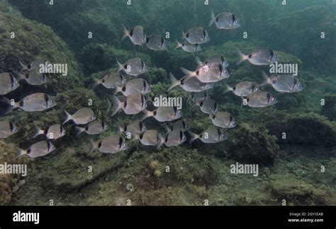 Two Banded Bream Diplodus Vulgaris In Mediterranean Sea Stock Photo