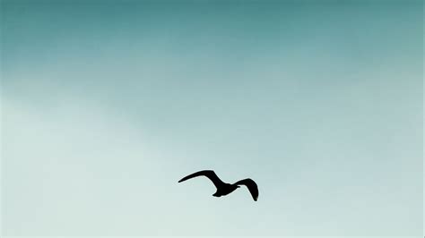 Wallpaper bird, silhouette, sky, flight hd, picture, image